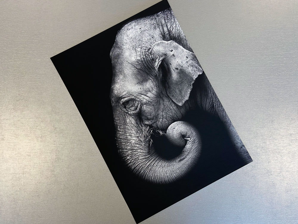 A black and white print of an elephants face