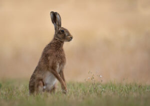 A hare sitting upright in a field