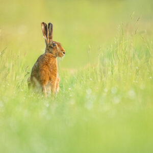 A hare in a green field